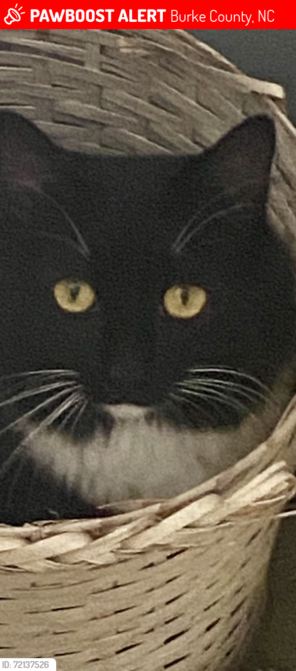 Lost Female Cat last seen Rainhill Church Rd/Mt. Olive Ch Rd, Burke County, NC 28655