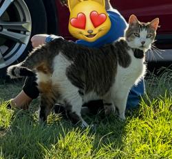 Lost Male Cat last seen Near National Boulevard Universal City Tx, Universal City, TX 78148