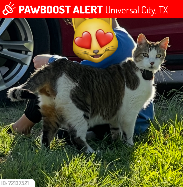 Lost Male Cat last seen Near National Boulevard Universal City Tx, Universal City, TX 78148