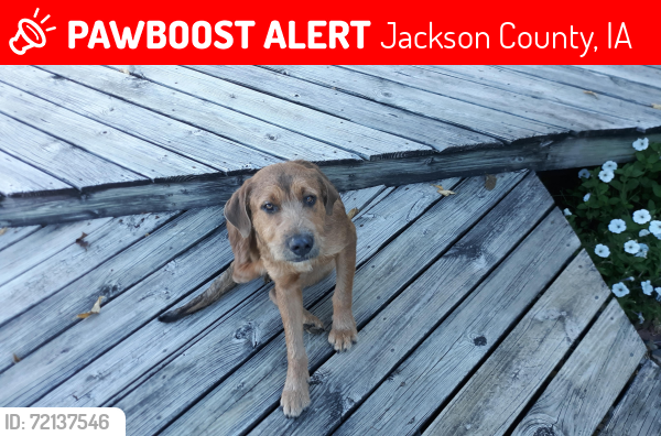 Lost Male Dog last seen Dark Hollow Rd, Jackson County, IA 52030