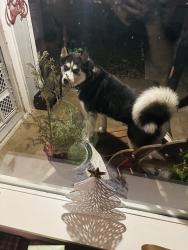 Lost Male Dog last seen Superior and Poinsettia, Dallas, TX 75211