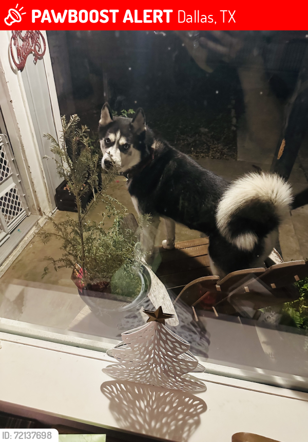 Lost Male Dog last seen Superior and Poinsettia, Dallas, TX 75211