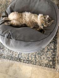 Lost Male Cat last seen River road, St. George, UT 84780