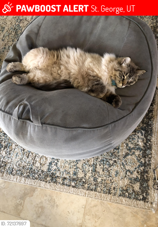 Lost Male Cat last seen River road, St. George, UT 84780