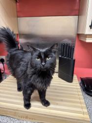 Lost Male Cat last seen Hempshaw Lane, Heaviley, England SK1 4PU