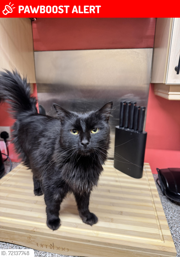 Lost Male Cat last seen Hempshaw Lane, Heaviley, England SK1 4PU