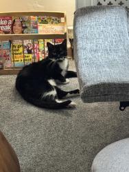 Lost Female Cat last seen Hempshaw Lane, Heaviley, England SK1 4PU