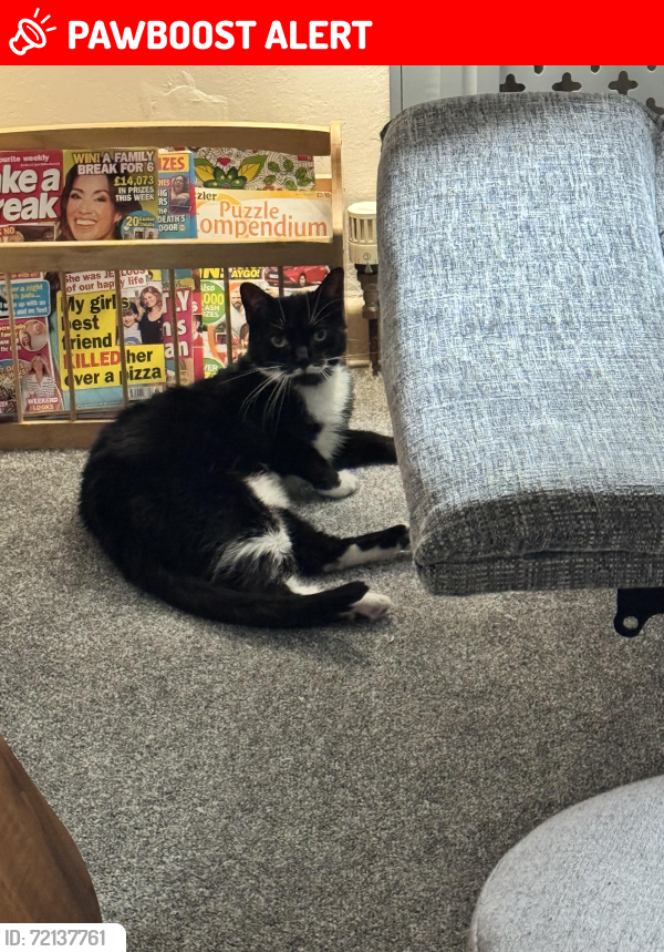 Lost Female Cat last seen Hempshaw Lane, Heaviley, England SK1 4PU