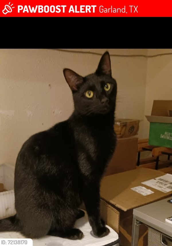Lost Male Cat last seen Comanche @ Tobin Trail, Garland, TX 75043