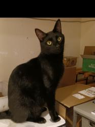 Lost Male Cat last seen Comanche @ Tobin Trail, Garland, TX 75043