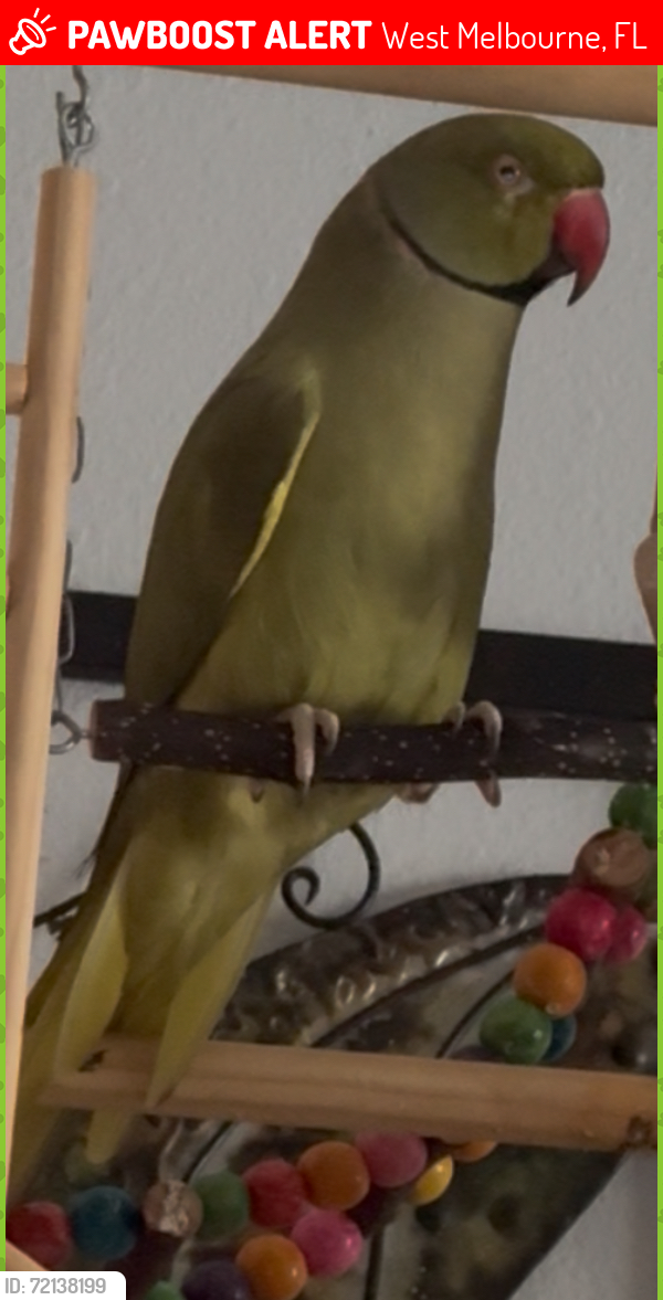 Lost Male Bird last seen Sheridan and John Rodes Blvd. , West Melbourne, FL 32904