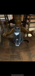Lost Female Cat last seen 21st and Myrtle ave, Canton, OH 44709