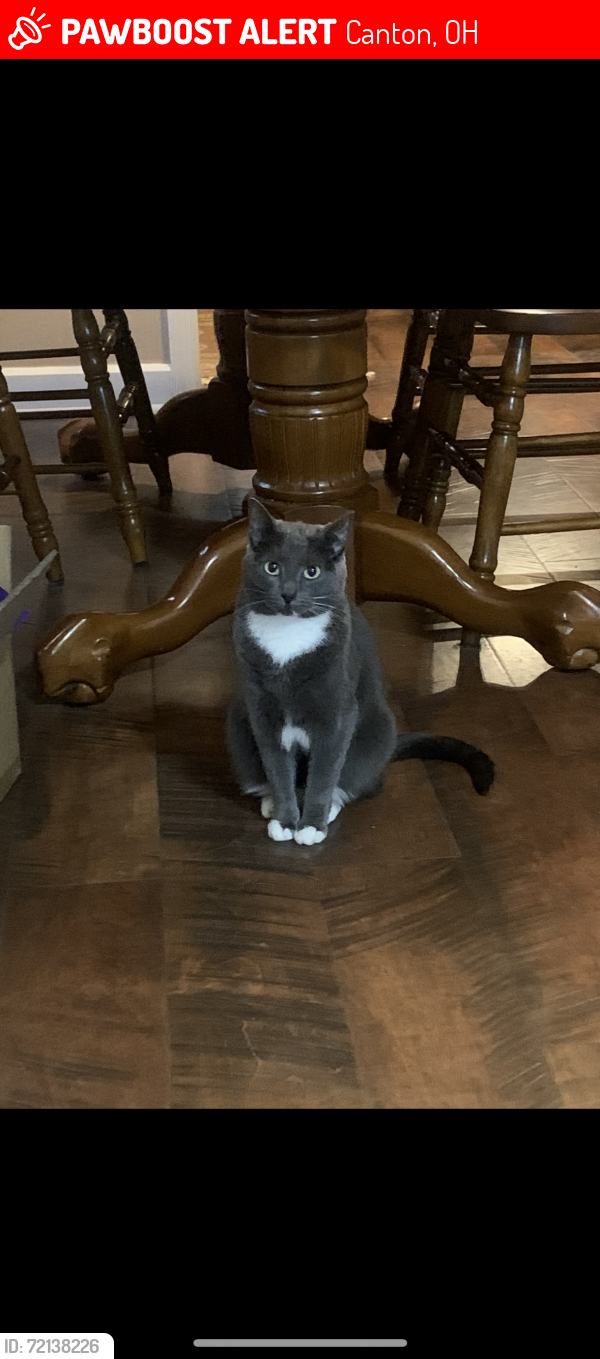 Lost Female Cat last seen 21st and Myrtle ave, Canton, OH 44709