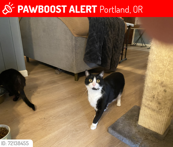 Lost Female Cat last seen SE TOLMAN and 14th, Portland, OR 97202