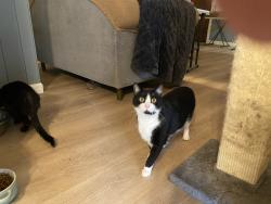 Lost Female Cat last seen SE TOLMAN and 14th, Portland, OR 97202