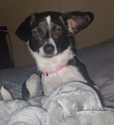 Lost Female Dog last seen Oak Grove Circle, Sheridan, AR 72150