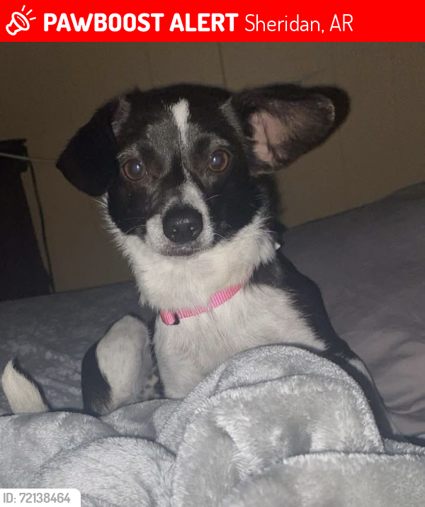 Lost Female Dog last seen Oak Grove Circle, Sheridan, AR 72150