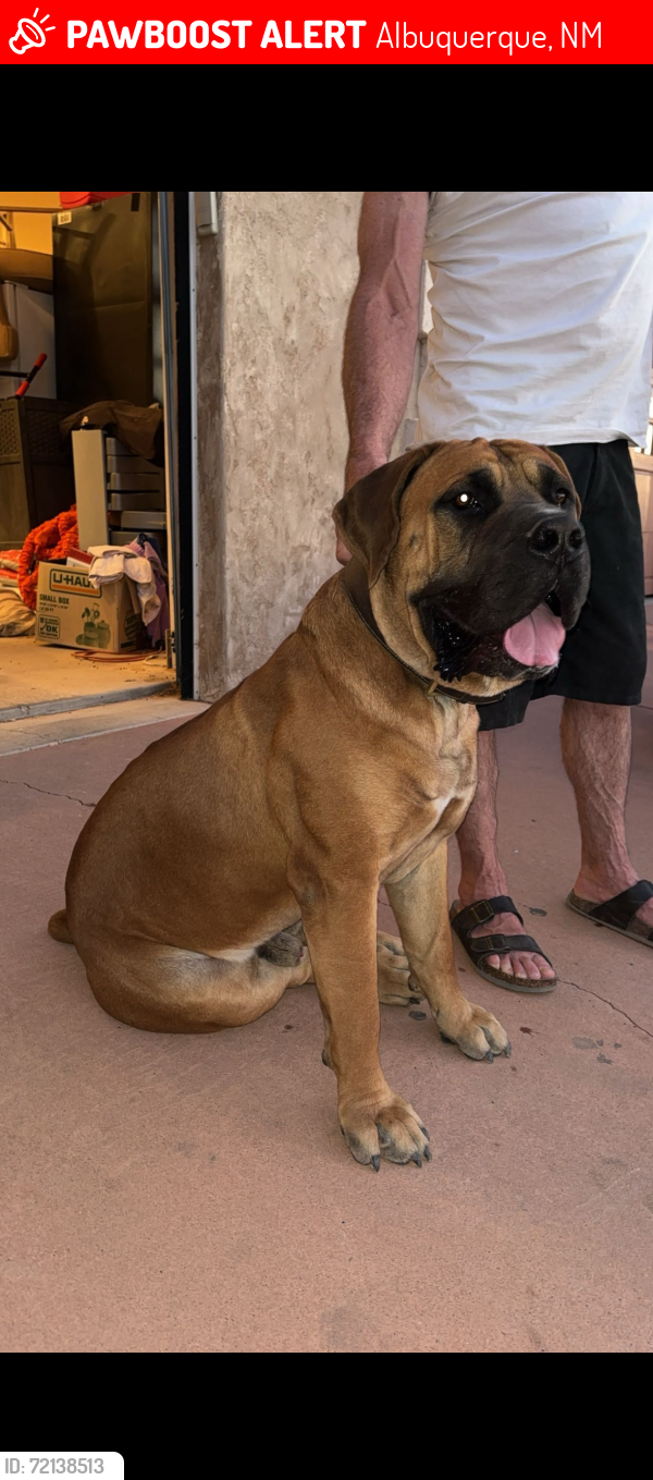 Albuquerque, NM Lost Male Dog, Ruckus Is Missing PawBoost