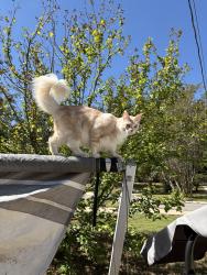 Lost Male Cat last seen Mercer Cir and Dean Road, Auburn, AL 36830