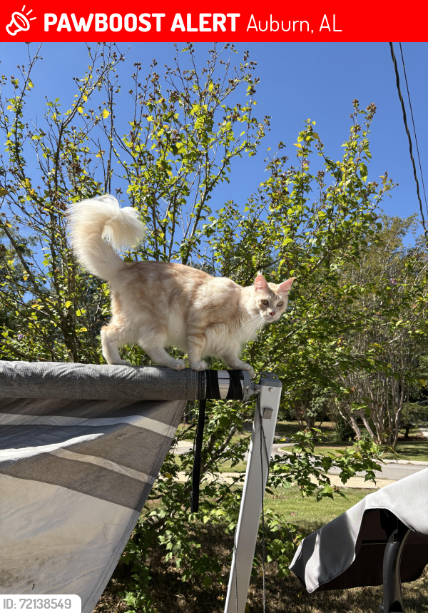 Lost Male Cat last seen Mercer Cir and Dean Road, Auburn, AL 36830