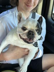 Lost Male Dog last seen Mill creek rd and Sandhill rd, Auburn, AL 36832