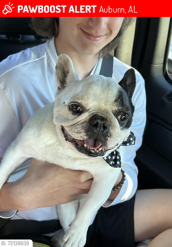 Lost Male Dog last seen Mill creek rd and Sandhill rd, Auburn, AL 36832
