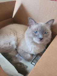 Lost Male Cat last seen South L Street between 4th and 6th, Lake Worth Beach, FL 33460