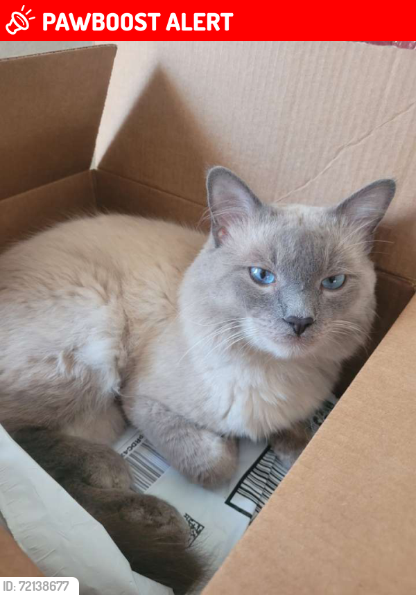Lost Male Cat last seen South L Street between 4th and 6th, Lake Worth Beach, FL 33460