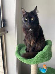 Lost Male Cat last seen Silkwood avenue , Claremont Meadows, NSW 2747