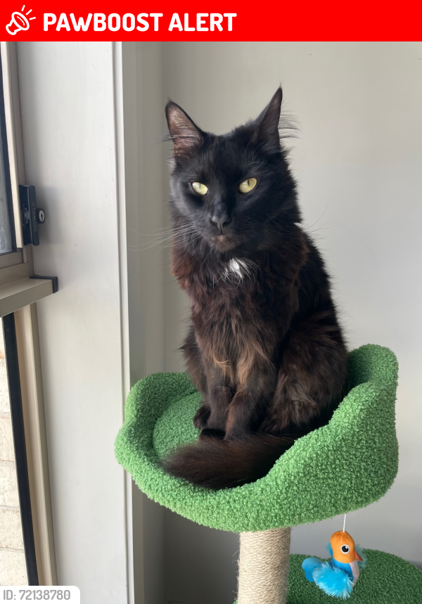 Lost Male Cat last seen Silkwood avenue , Claremont Meadows, NSW 2747