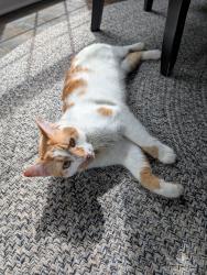 Lost Male Cat last seen South River Farm Rd River farms on the Chattahoochee subdivision , Alpharetta, GA 30022