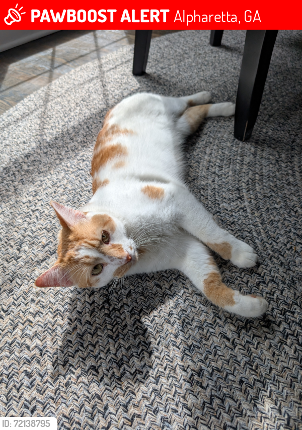 Lost Male Cat last seen South River Farm Rd River farms on the Chattahoochee subdivision , Alpharetta, GA 30022