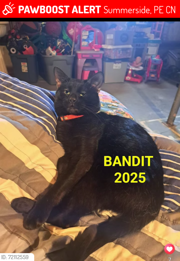 Lost Male Cat last seen Water street, Summerside, PE C1N