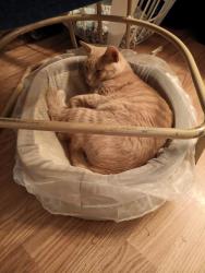 Lost Male Cat last seen Hwy 29 north Williamston S.C, Williamston, SC 29697