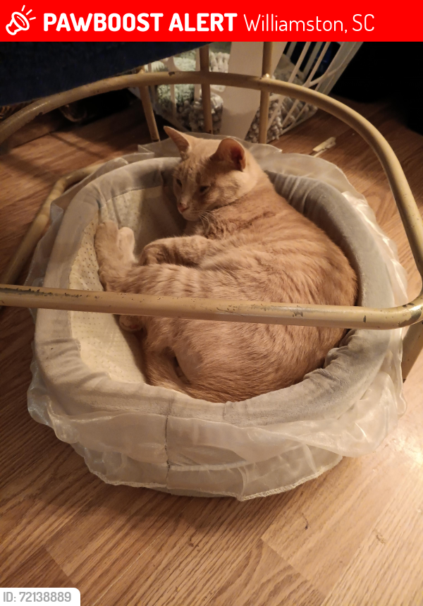 Lost Male Cat last seen Hwy 29 north Williamston S.C, Williamston, SC 29697