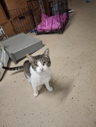 Lost Male Cat last seen Golden west, Riverside, CA 92509
