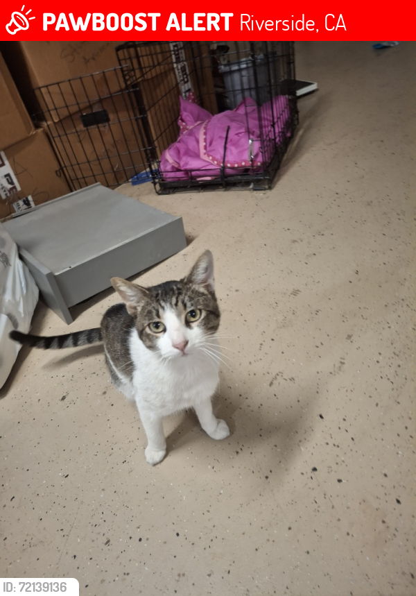 Lost Male Cat last seen Golden west, Riverside, CA 92509