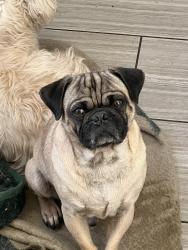 Lost Male Dog last seen Crestview and 20th street , San Bernardino, CA 92404