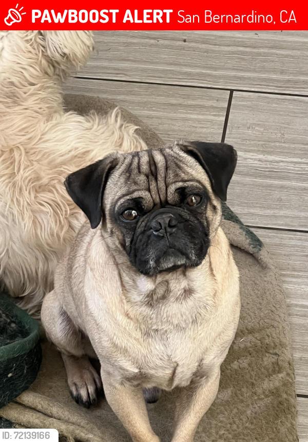 Lost Male Dog last seen Crestview and 20th street, San Bernardino, CA 92404