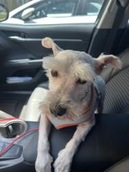 Lost Male Dog last seen Crestview and 20th street , San Bernardino, CA 92404