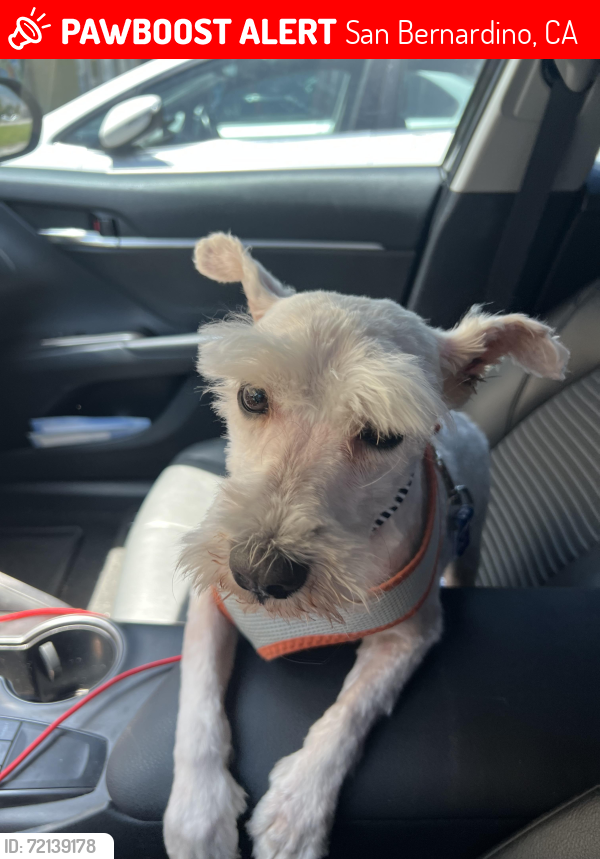 Lost Male Dog last seen Crestview and 20th street , San Bernardino, CA 92404