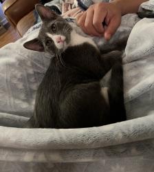 Lost Male Cat last seen Sierra Madre and Prima Vista, San Antonio, TX 78233