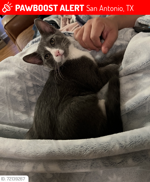 Lost Male Cat last seen Sierra Madre and Prima Vista, San Antonio, TX 78233