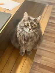 Lost Male Cat last seen Yarbrough and Chickenfoot, Saint Pauls, NC 28384