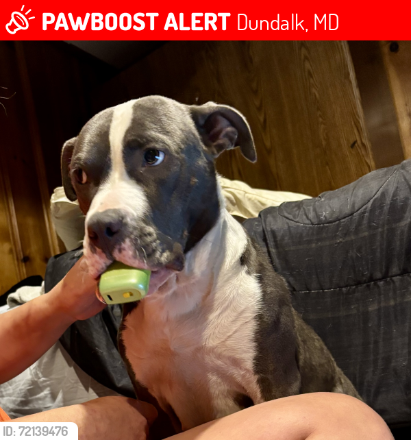 Lost Female Dog last seen Dundalk ave, Dundalk, MD 21222