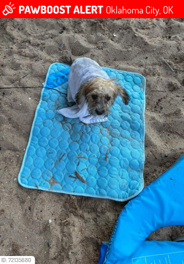 Lost Male Dog last seen Ash St, Wichita, KS 67202