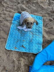 Lost Male Dog last seen Ash St, Wichita, KS 67202