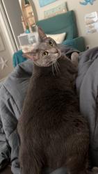 Lost Male Cat last seen Mayport Road/Americas Cup Circle - The Courtyards, Jacksonville, FL 32233