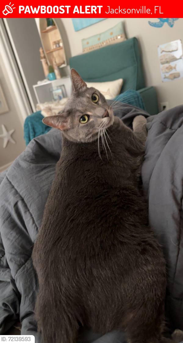 Lost Male Cat last seen Mayport Road/Americas Cup Circle - The Courtyards, Jacksonville, FL 32233