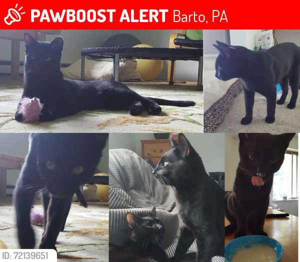 Lost Male Cat last seen Church Hill Rd., Barto, PA 19504